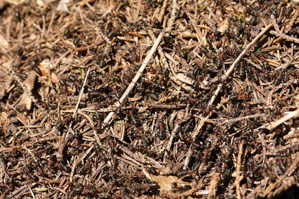 Die rote Waldameise — Stockfoto