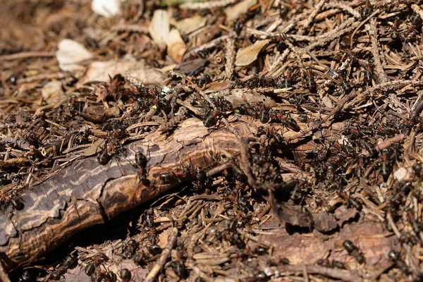 Semut kayu merah — Stok Foto