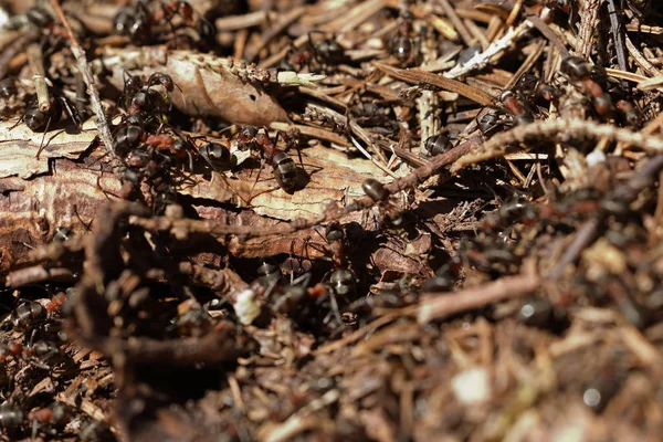 赤い木材アリ — ストック写真