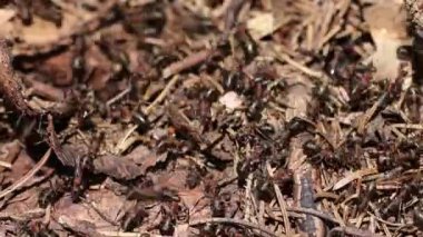 kırmızı ahşap karınca