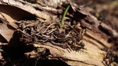 kırmızı ahşap karınca