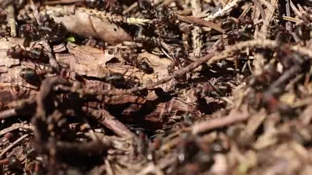 A formiga de madeira vermelha — Vídeo de Stock