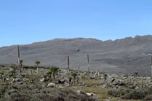 Μεγάλη Lobelia στα Μπέιλ βουνά στην Αιθιοπία — Φωτογραφία Αρχείου