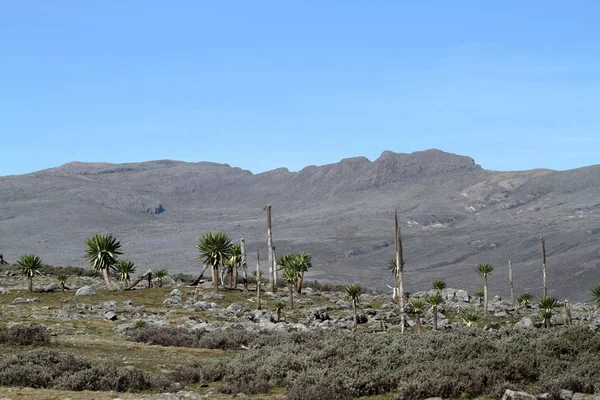 Gran Lobelia en las montañas Bale en Etiopía —  Fotos de Stock