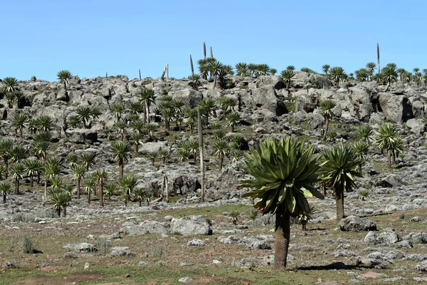 Μεγάλη Lobelia στα Μπέιλ βουνά στην Αιθιοπία — Φωτογραφία Αρχείου