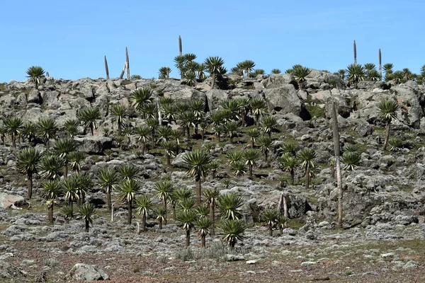 Great Lobelia in the Bale Mountains in Ethiopia — Stock Photo, Image