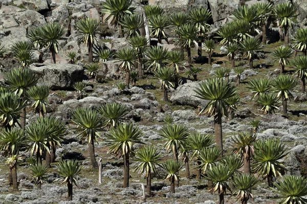 Great Lobelia in the Bale Mountains in Ethiopia — Stock Photo, Image