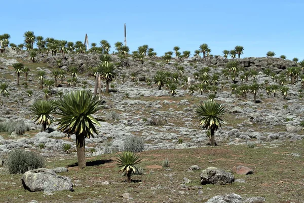 Grande Lobelia dans les monts Bale en Ethiopie — Photo