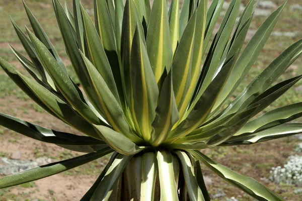 Grande Lobelia dans les monts Bale en Ethiopie — Photo