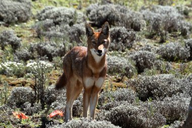 The Ethiopian wolf in the Bale Mountains of Ethiopia in Africa clipart