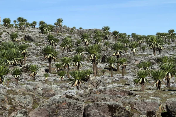 Great Lobelia in the Bale Mountains in Ethiopia — Stock Photo, Image