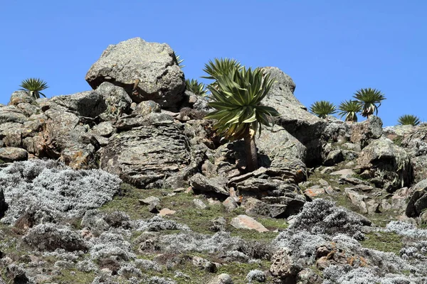 Μεγάλη Lobelia στα Μπέιλ βουνά στην Αιθιοπία — Φωτογραφία Αρχείου