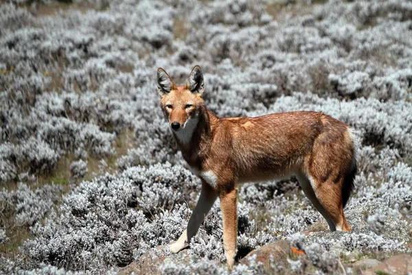 Эфиопский волк в горах Бейл Эфиопии в Африке — стоковое фото