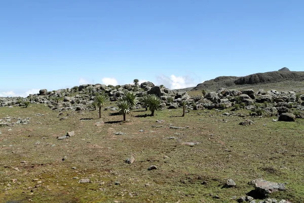 Paisajes en el parque nacional Montañas Bale en Etiopía — Foto de Stock