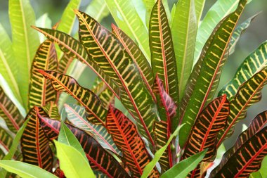 Ormana gölgelik bitkilerde