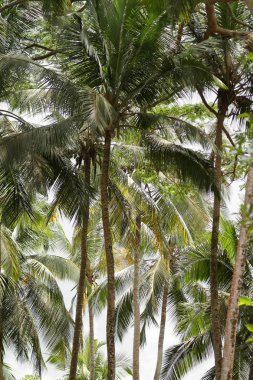 Zanzibar palmiye ağacı ormanda