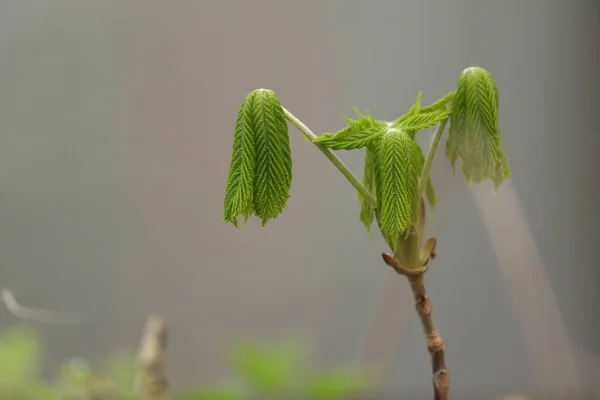 Unga träd i skogen — Stockfoto