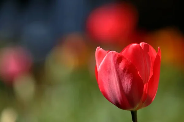 Tulipanes en un prado — Foto de Stock