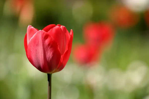 Tulipanes en un prado — Foto de Stock
