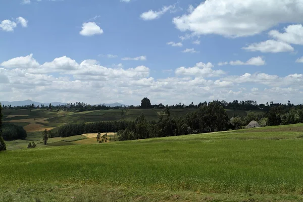 Campos de grano y paisajes en las montañas Bale de Etiopía — Foto de Stock