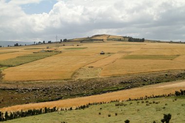 Tahıl alanları ve manzara Etiyopya Bale dağlarda
