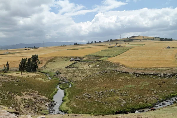 Getreidefelder und Landschaften in den Ballenbergen Äthiopiens — Stockfoto