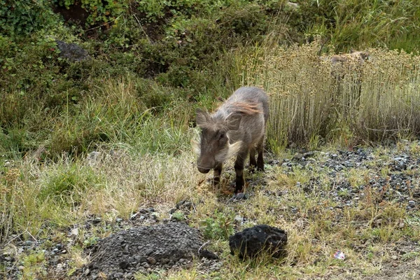 Wild warthogs in Africa — Stock Photo, Image