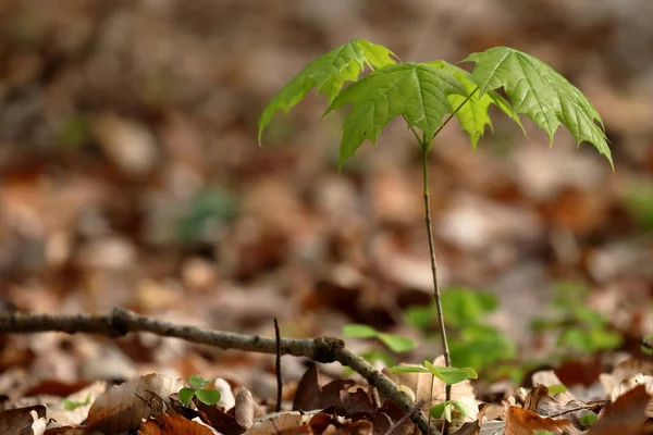 Junger Ahornbaum im Wald — Stockfoto