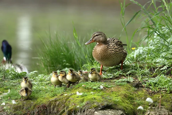 Familia de pato con polluelos de pato — Foto de Stock