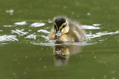 Ördek piliçle ördek ailesi