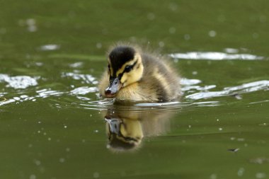 Ördek piliçle ördek ailesi