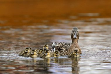 Ördek piliçle ördek ailesi