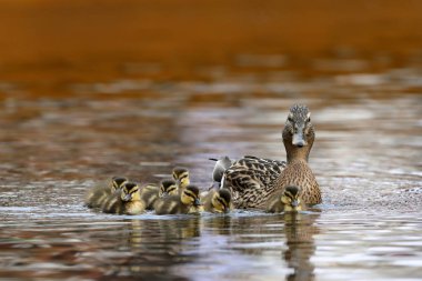 Ördek piliçle ördek ailesi