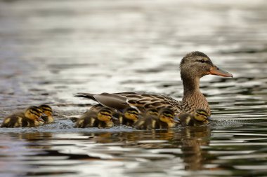 Ördek piliçle ördek ailesi