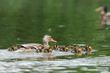 Ördek piliçle ördek ailesi