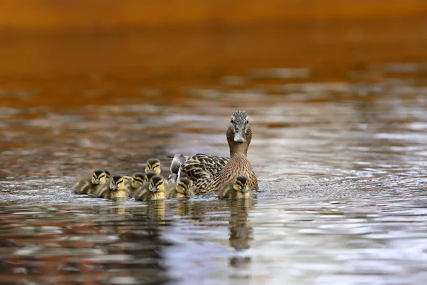 Familia de pato con polluelos de pato — Foto de Stock