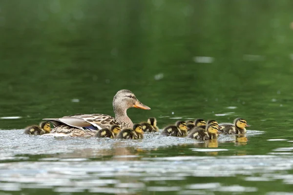 Kachní rodina s kachní kuřata — Stock fotografie