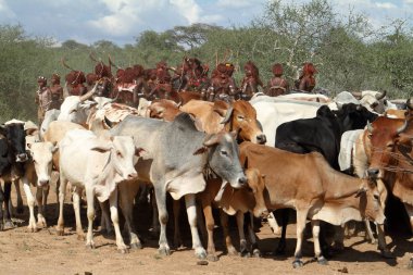 The tribe of Hamar in the Omo Valley of Ethiopia clipart