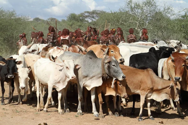 Hamar Etiyopya'da Omo Vadisi kabilesi — Stok fotoğraf