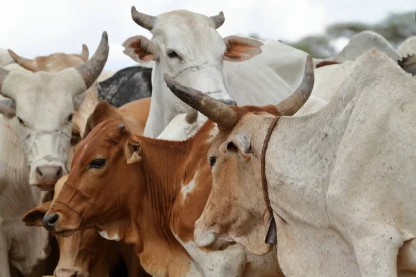 Vacas e gado no Vale do Omo, na Etiópia — Fotografia de Stock