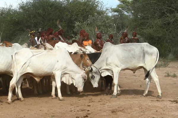 A tribo de Hamar no Vale do Omo, na Etiópia — Fotografia de Stock
