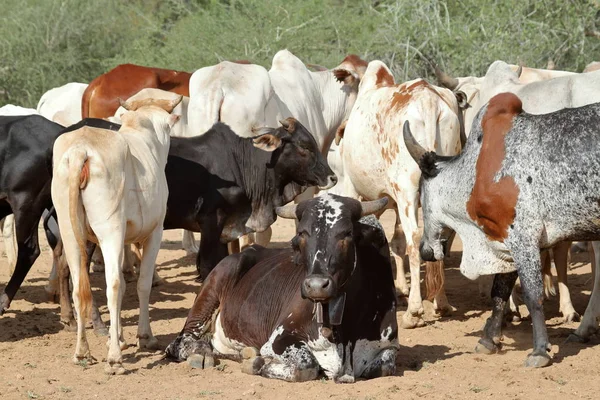 Vacas y ganado en el Valle del Omo de Etiopía —  Fotos de Stock