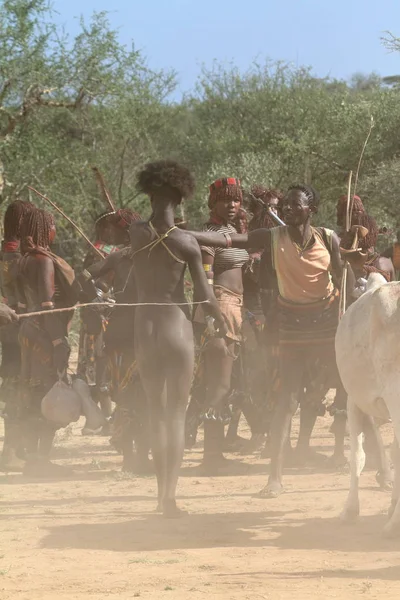 The tribe of Hamar in the Omo Valley of Ethiopia — Stock Photo, Image