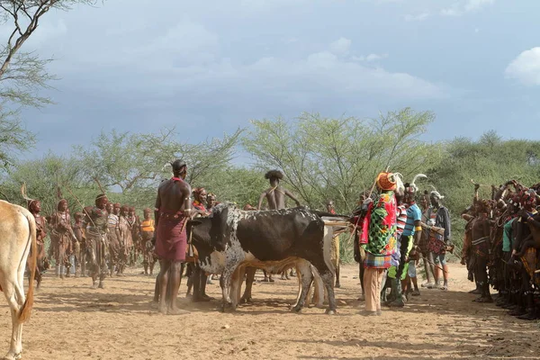 Ceremonia de Salto de Toro en el Valle del Omo de Etiopía — Foto de Stock