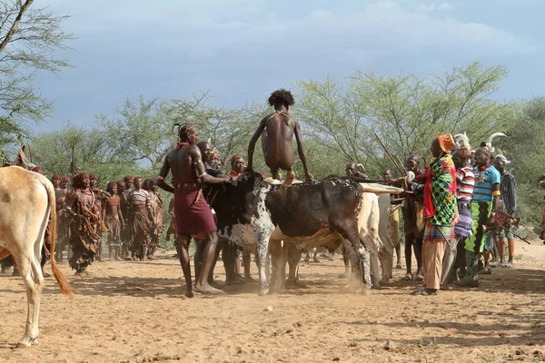 Cerimonia di Salto del Toro nella Valle dell'Omo in Etiopia — Foto Stock