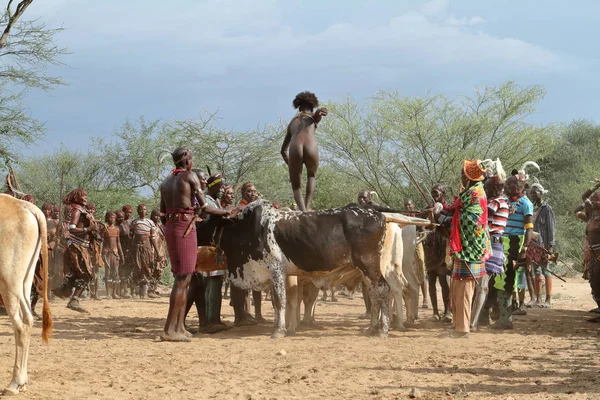 De Bull Jumping ceremonie in de Omo vallei van Ethiopië — Stockfoto