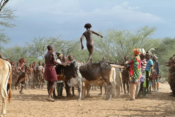 De Bull Jumping ceremonie in de Omo vallei van Ethiopië — Stockfoto