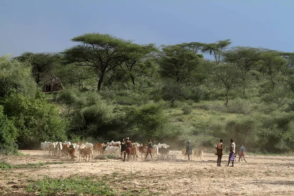 Der Stamm der Hamar im omo-Tal in Äthiopien — Stockfoto