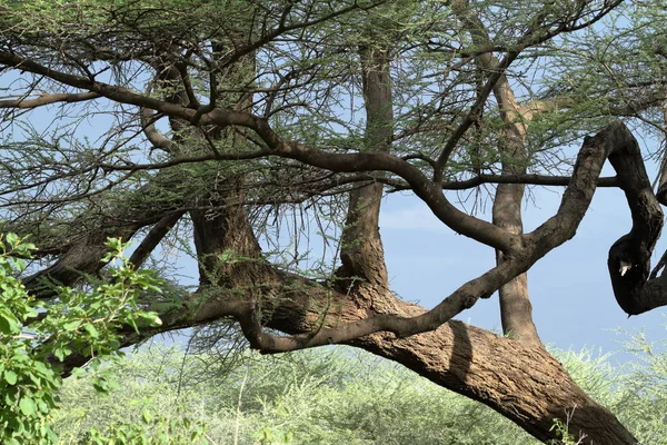 De savanne en bos in de Omo vallei van Ethiopië — Stockfoto