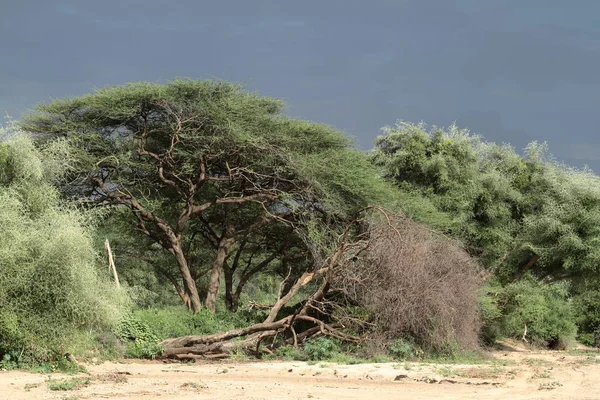 Savany a lesů v údolí Omo Etiopie — Stock fotografie